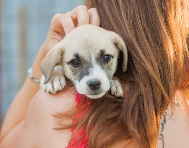 rosie-3-4-month-old-female-cross-breed-dog-for-adoption