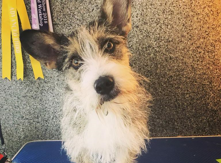 Posts by All Animals Rescue and Rehome Essex Dogs for Adoption