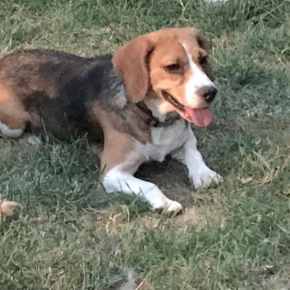 Betty 3 year old female Beagle dog for adoption