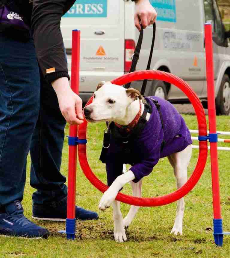 Posts by Islay Dog Rescue Ayrshire Dogs for Adoption & Rescue