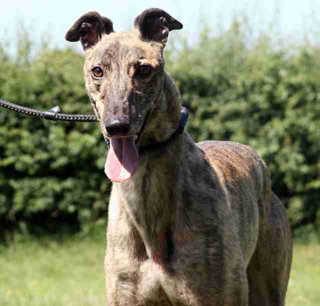 Posts By Greyhound Gap Dogs For Adoption Rescue DogsBlog Page 3