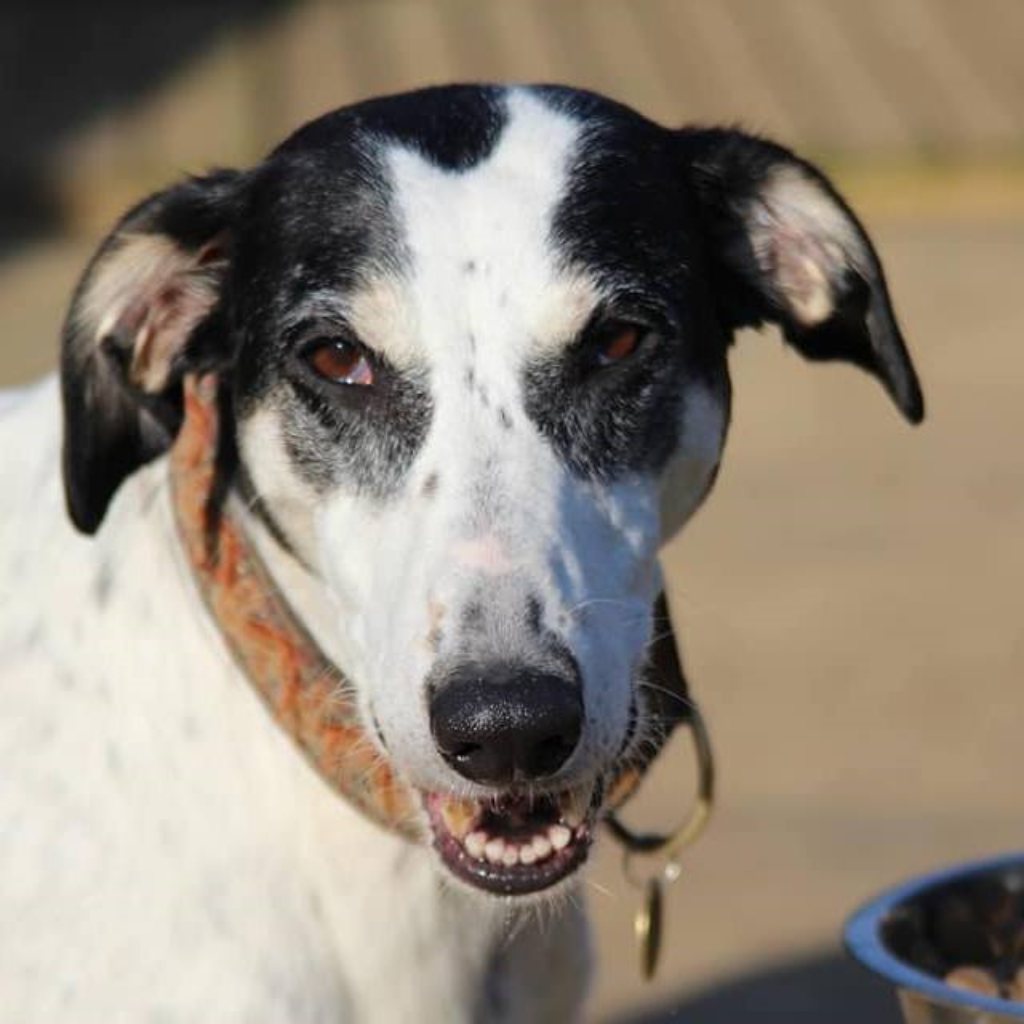 Lurcher Dogs for Adoption and Rescue Page 2