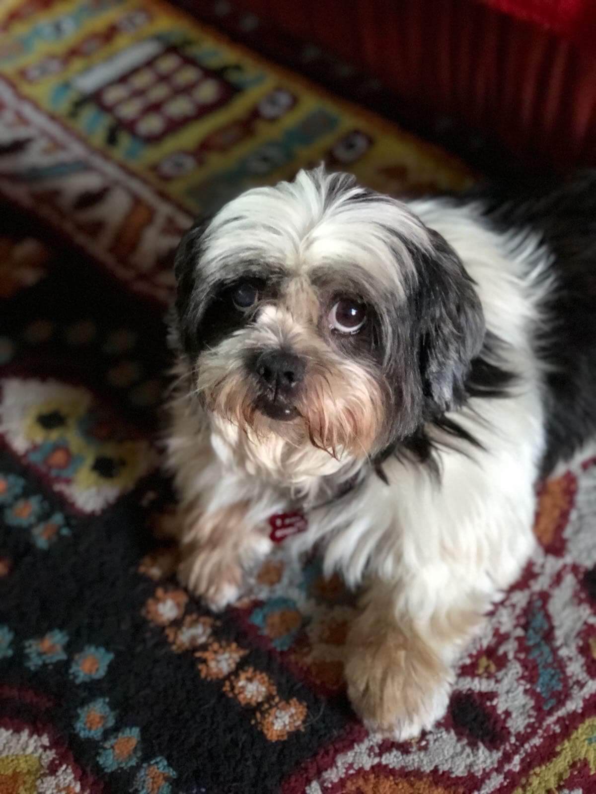 Lashi – 8 Year Old Female Lhasa Apso Dog For Adoption