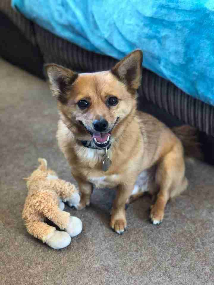 Posts by Leash of Life Wiltshire Dogs for Adoption & Rescue