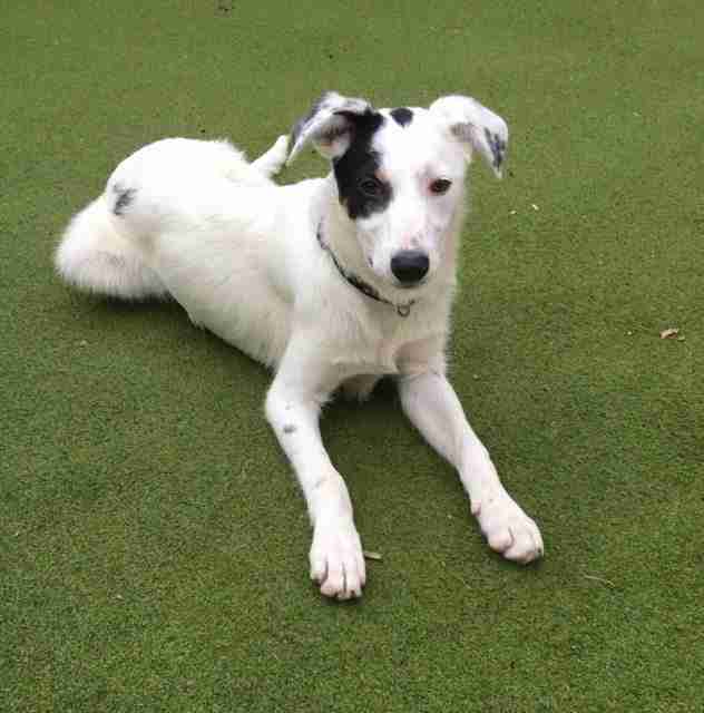 Posts by Pupsneedinghomes East Sussex Dogs for Adoption & Rescue