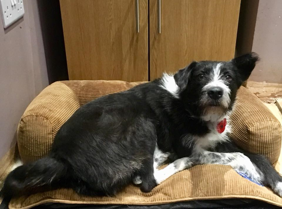 Posts by All Animals Rescue and Rehome Essex Dogs for Adoption & Rescue Page 8 Posts by All Animals Rescue and Rehome Essex Dogs for Adoption & Rescue Page 8