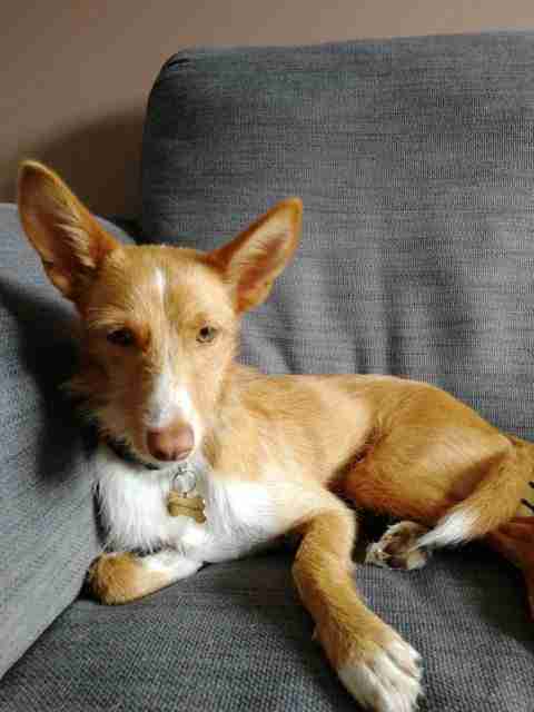 Freya – 10 month old female Ibizan Hound (Podenco) Cross dog for adoption