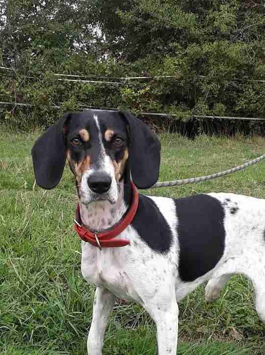 Posts by DOG Rescue Cyprus Dogs for Adoption & Rescue