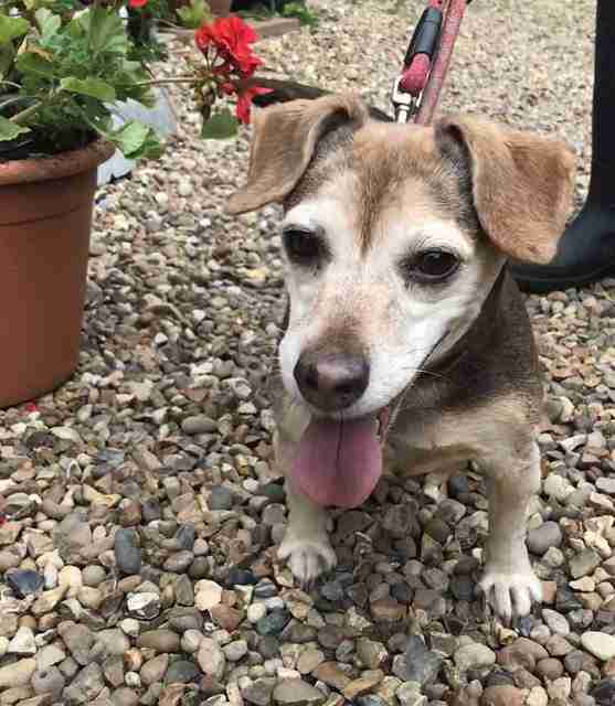 Posts by The Animal Rescue Charity Hertfordshire Dogs for Adoption