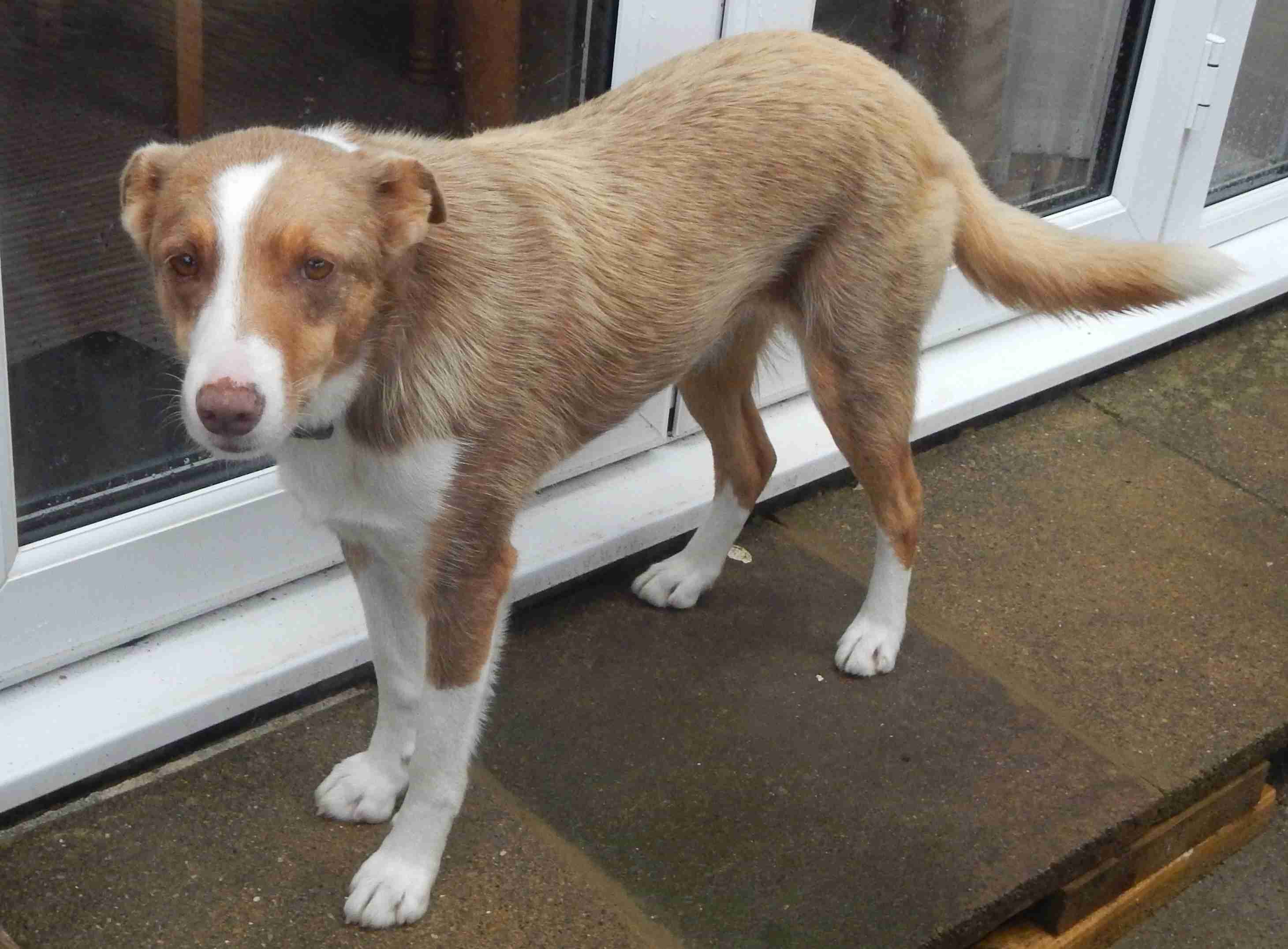 Posts by Pupsneedinghomes East Sussex Dogs for Adoption & Rescue