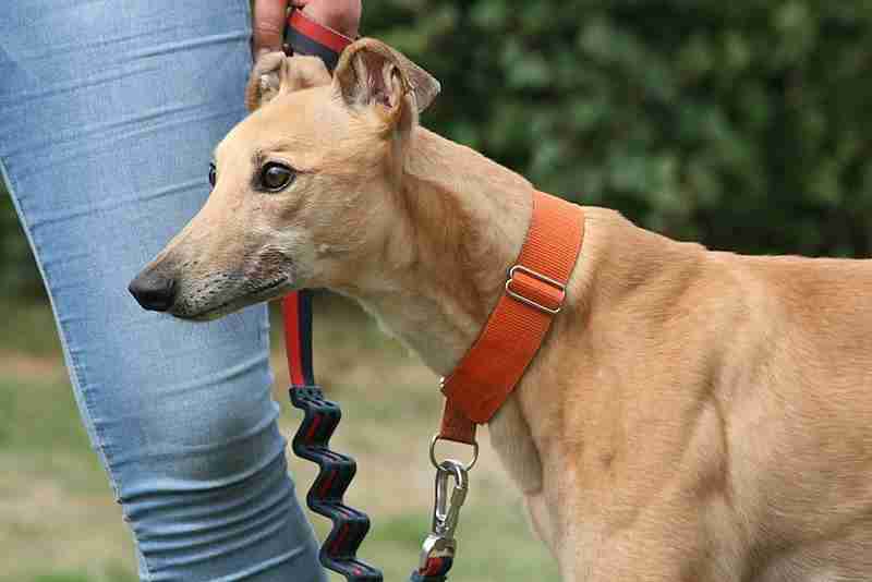 Posts By Greyhound Gap Dogs For Adoption Rescue DogsBlog Page 3