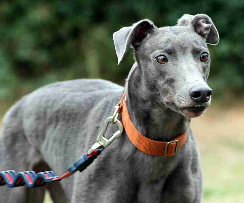 Kay 3 year old female Greyhound dog for adoption