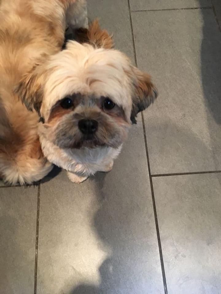 shih tzu and bichon frise cross