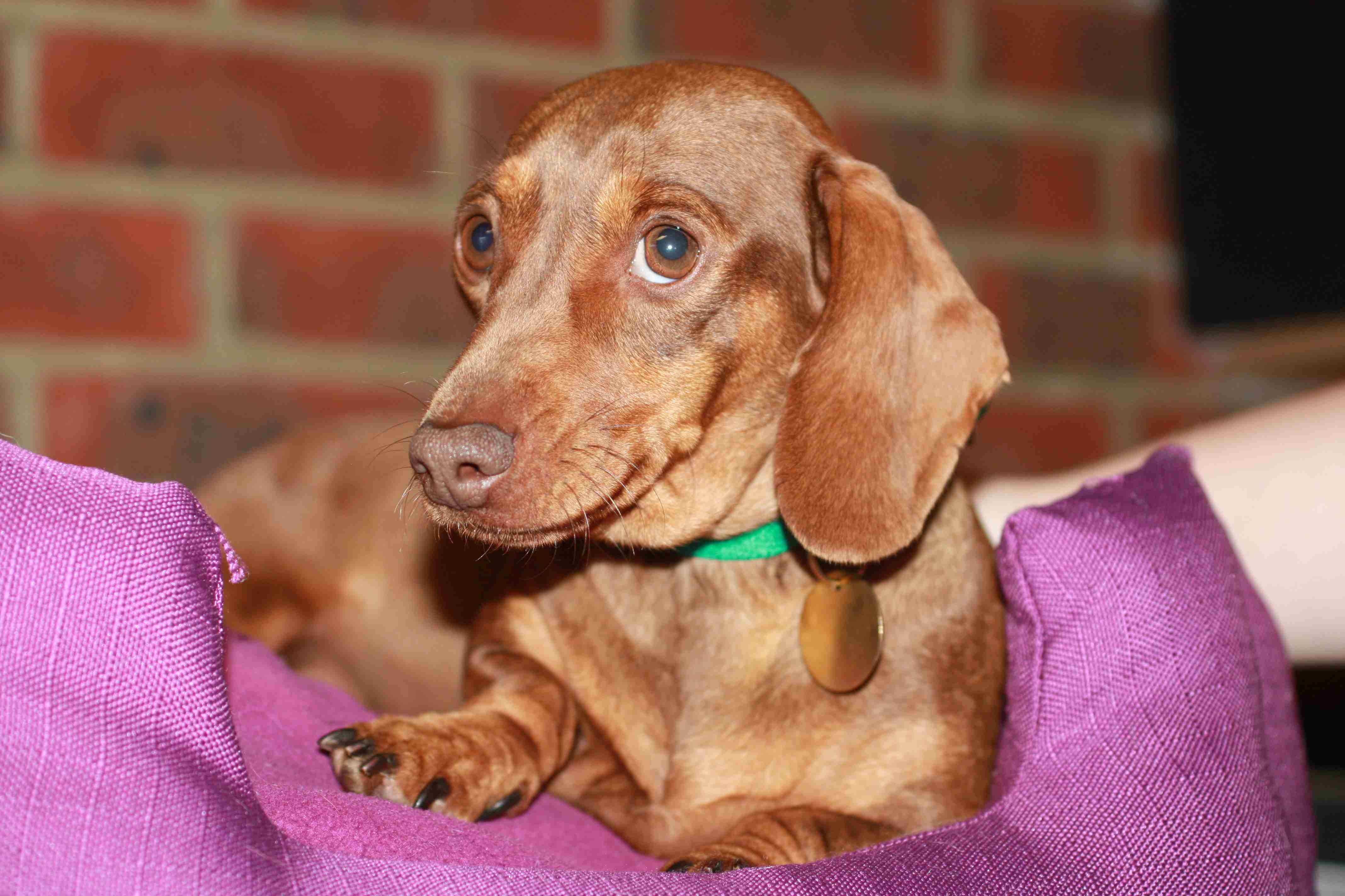 How Old Is 2 Years In Dog Years Aug 21 2020 The Second Year Of A 