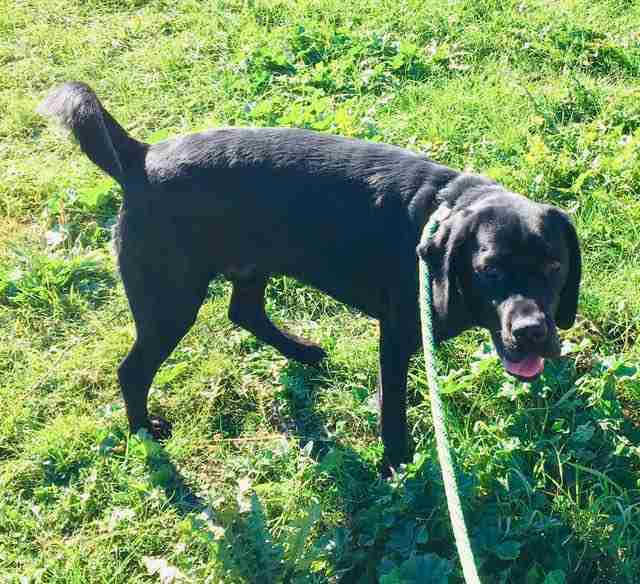 Posts by All Animals Rescue and Rehome Essex Dogs for Adoption & Rescue Page 7 Posts by All Animals Rescue and Rehome Essex Dogs for Adoption & Rescue Page 7