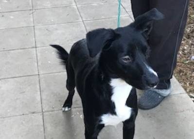 Comet 1 Year Old Male Border Collie Cross Australian Kelpie