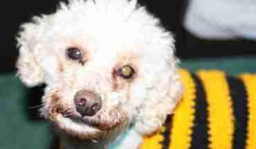 Toy Poodle Dogs For Adoption And Rescue Fred 3 Year Old Male Toy Poodle