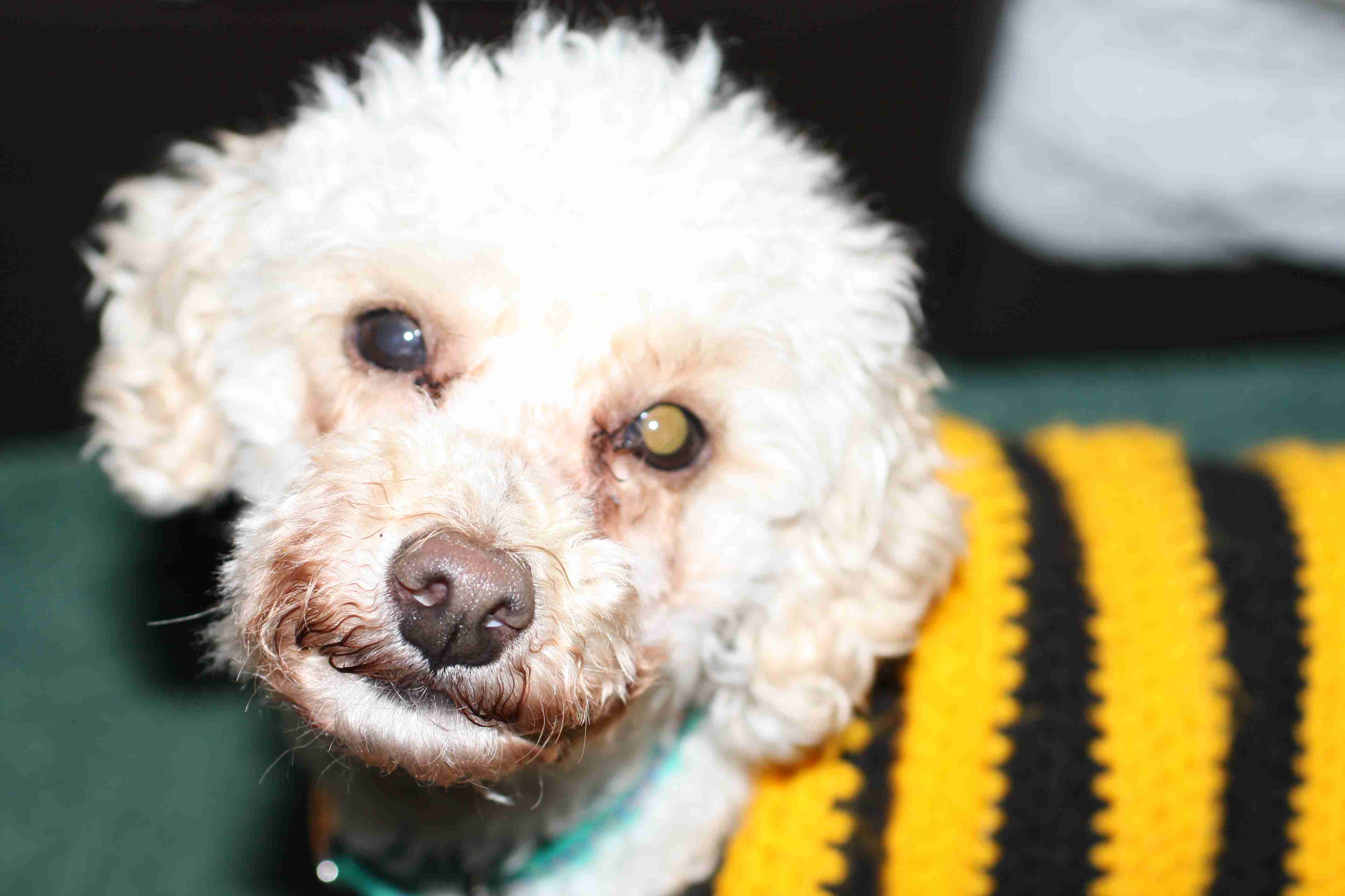 Toy Poodle Rescue Michigan - eqeoivk