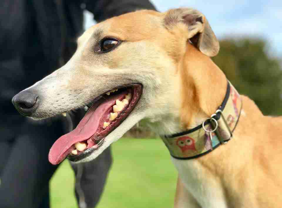 Posts by Northern Greyhound Rescue Dogs for Adoption & Rescue