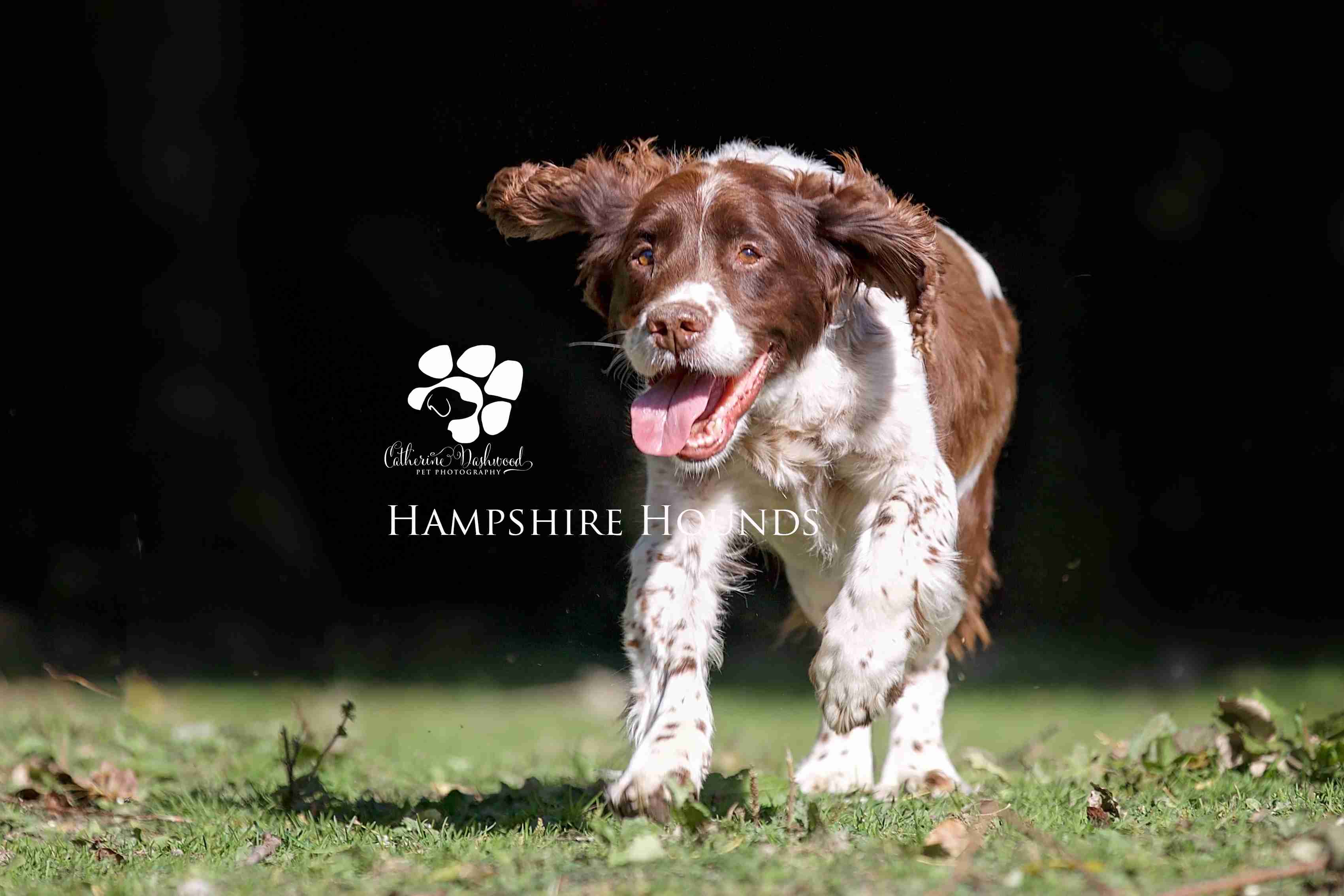 Posts by Hampshire Hounds Dog Rescue Dogs for Adoption & Rescue