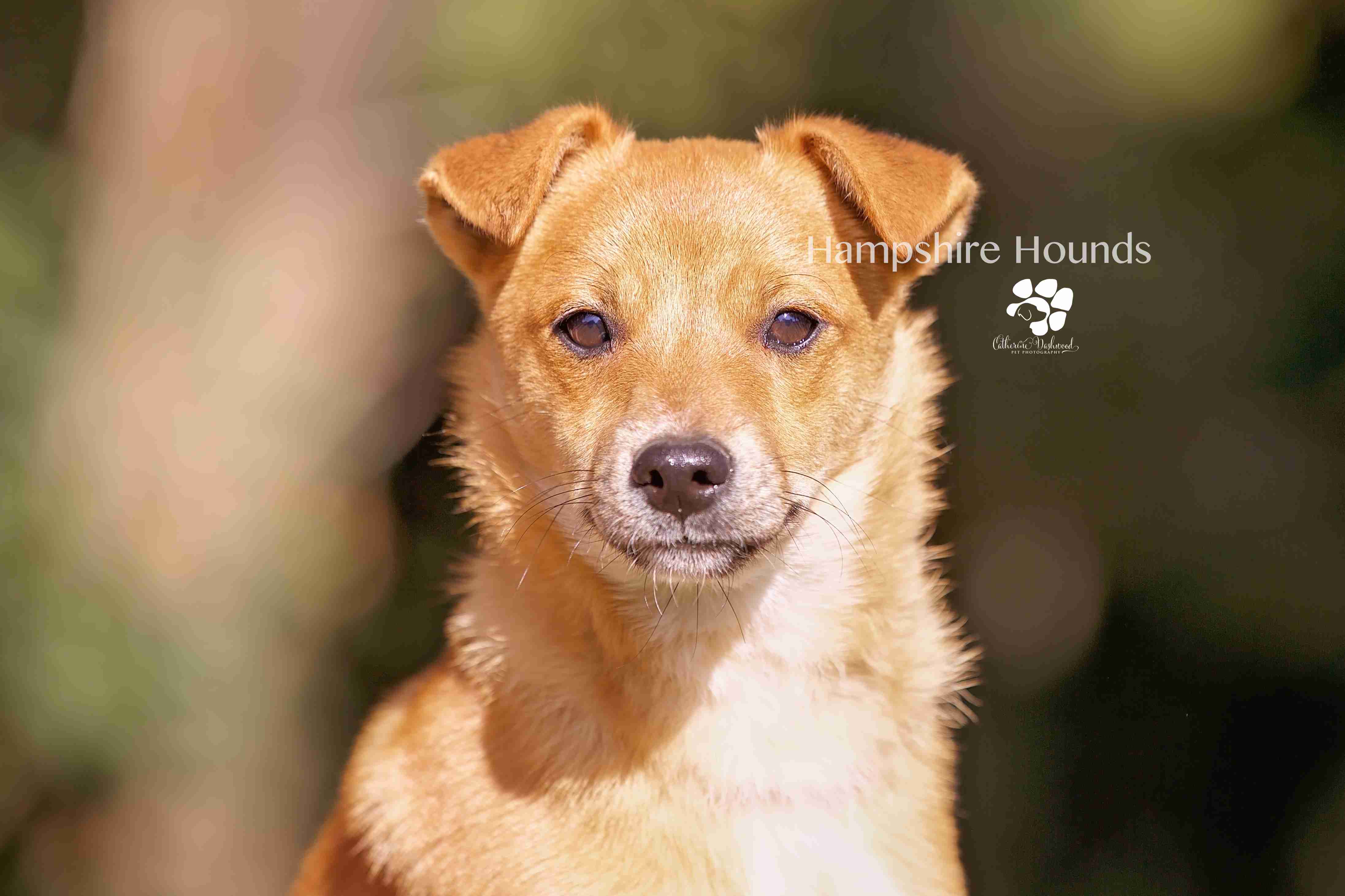 Posts by Hampshire Hounds Dog Rescue Dogs for Adoption & Rescue