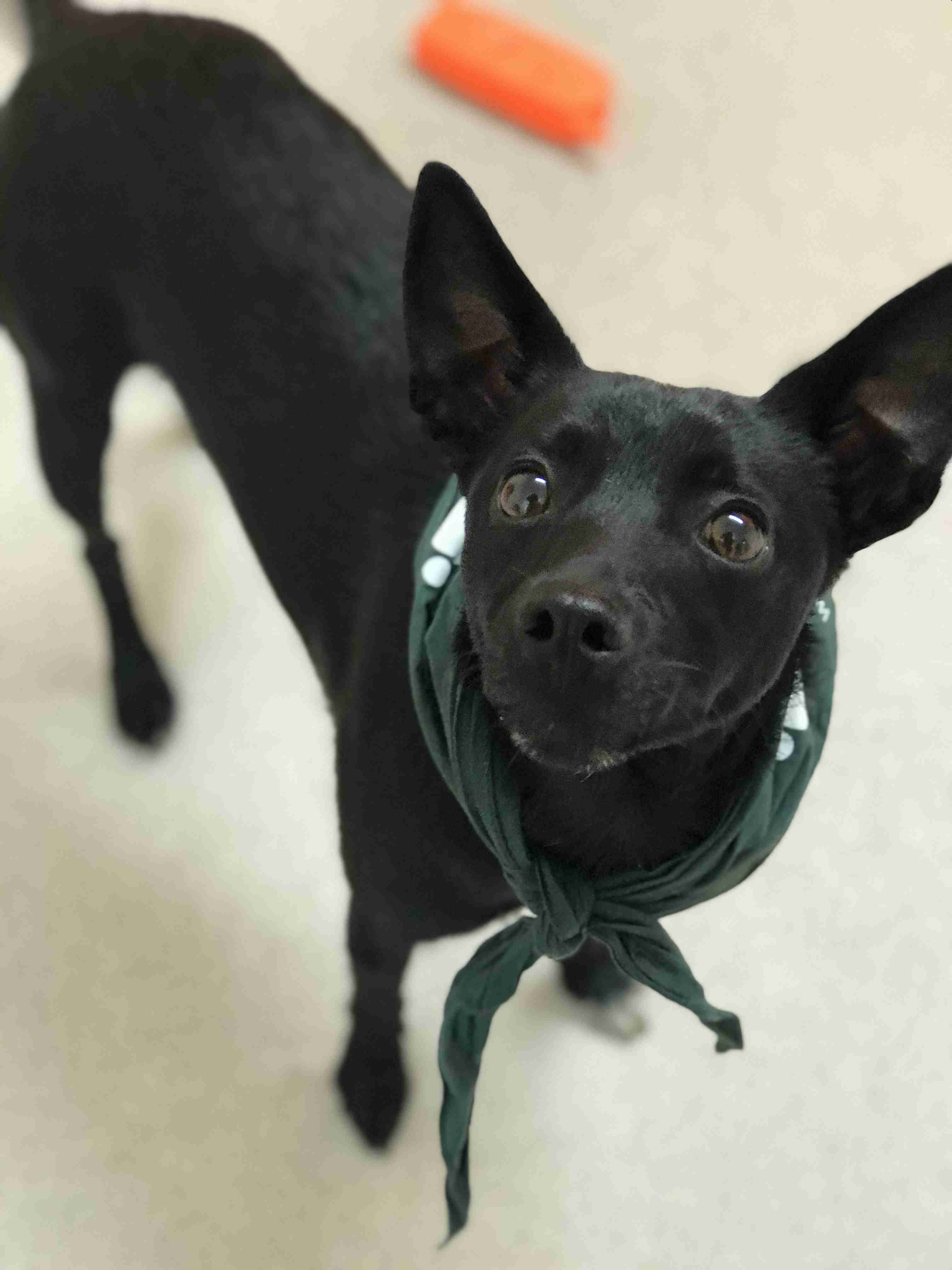 Posts by Jerry Green Dog Rescue Nottinghamshire Dogs for Adoption