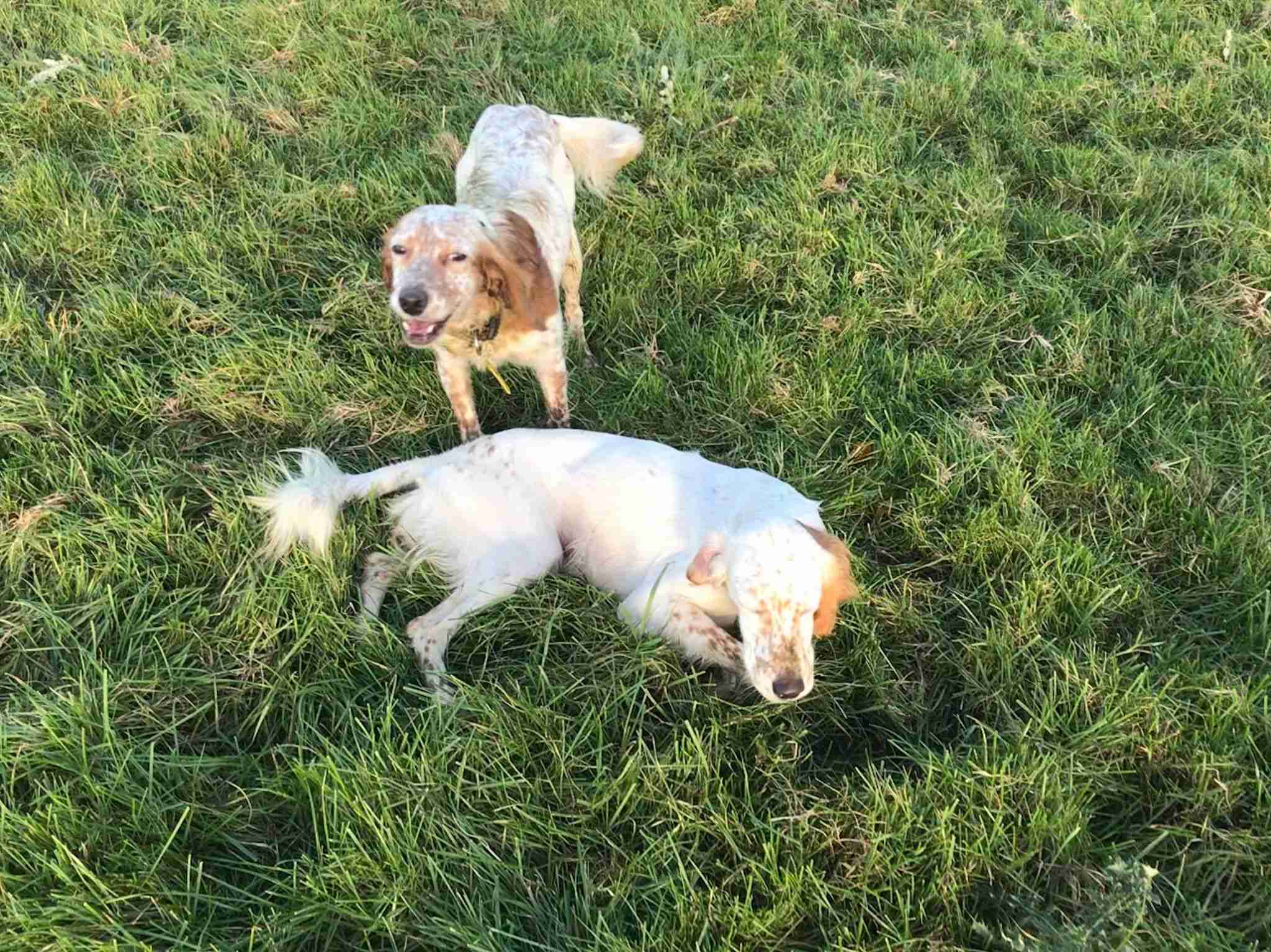 Posts by DOG Rescue Cyprus Dogs for Adoption & Rescue