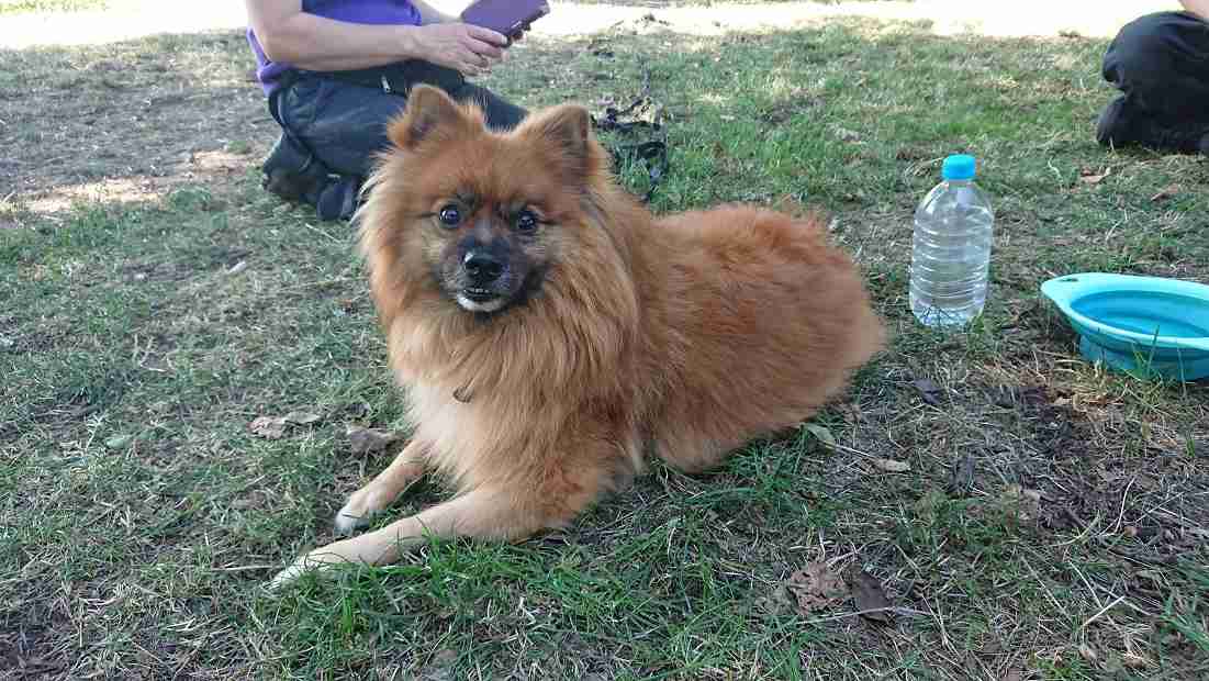 Posts by Mayhew Animal Home Dogs for Adoption & Rescue