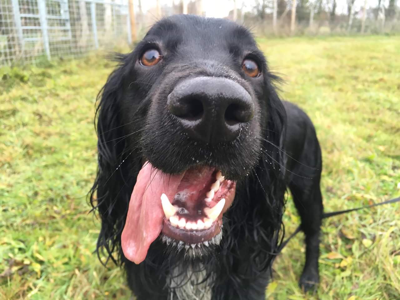 Stanley 11 Month Old Male English Springer Spaniel Cross English