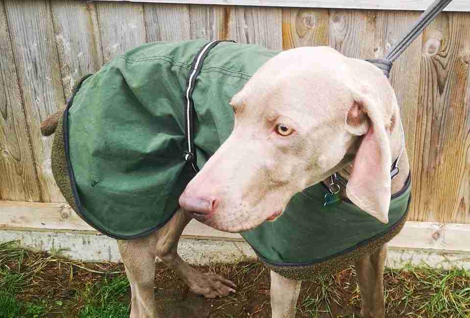 Posts by Canine Welfare Rescue Centre Suffolk Dogs for Adoption