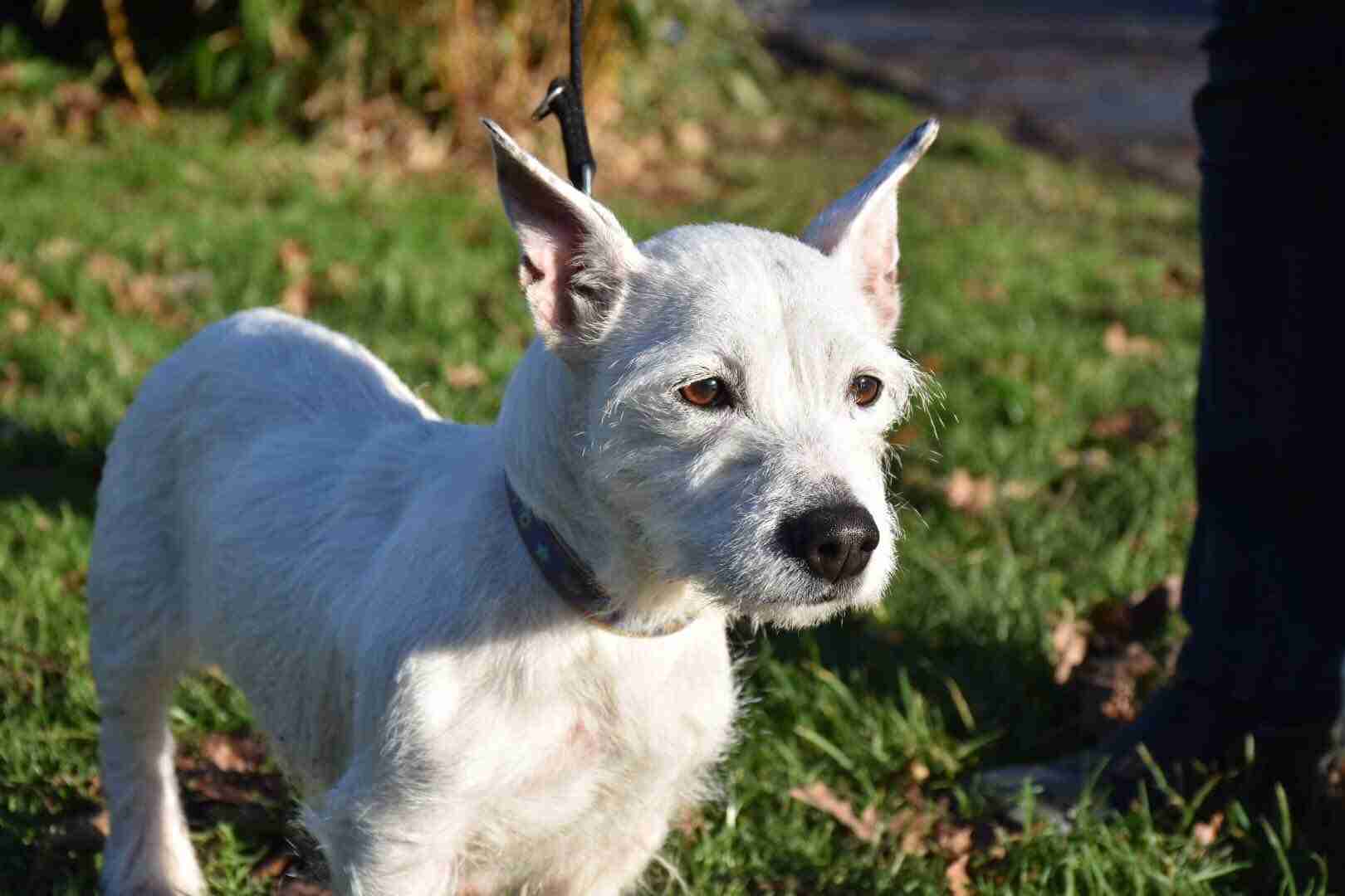 Lilly – 9 year old female Jack Russell Terrier cross West Highland
