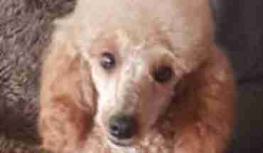 Toy Poodle Dogs For Adoption And Rescue Scooby 7 Year Old Male Toy Poodle