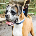 Bonnie – 10 year old female Boxer
