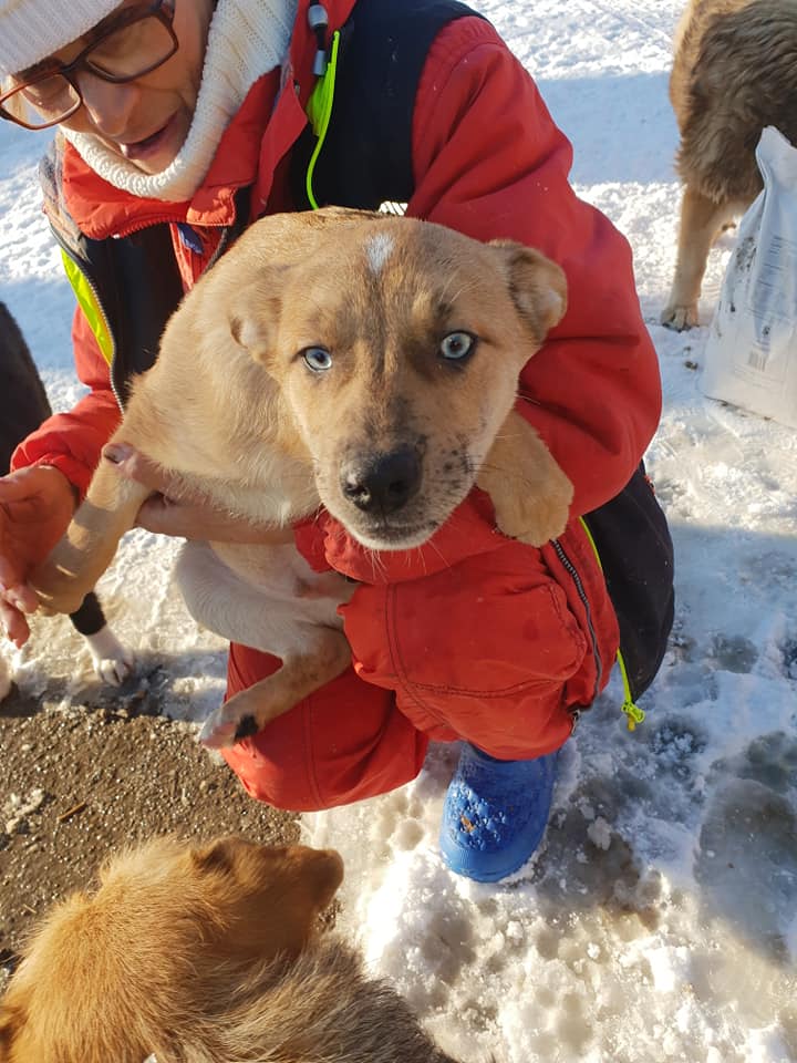 a-us-army-veteran-bonds-with-a-stray-dog-in-syria-and-they-re-reunited