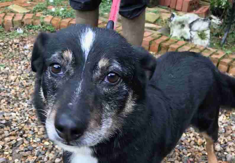 Posts by The Animal Rescue Charity Hertfordshire Dogs for Adoption