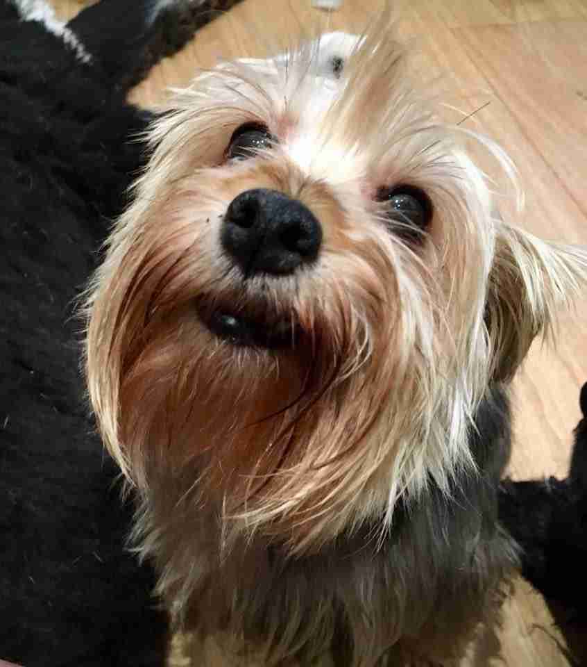 Posts by All Animals Rescue and Rehome Essex Dogs for Adoption