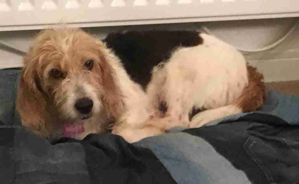 Posts by Rovers Dog Rescue Brentwood Essex Dogs for Adoption & Rescue