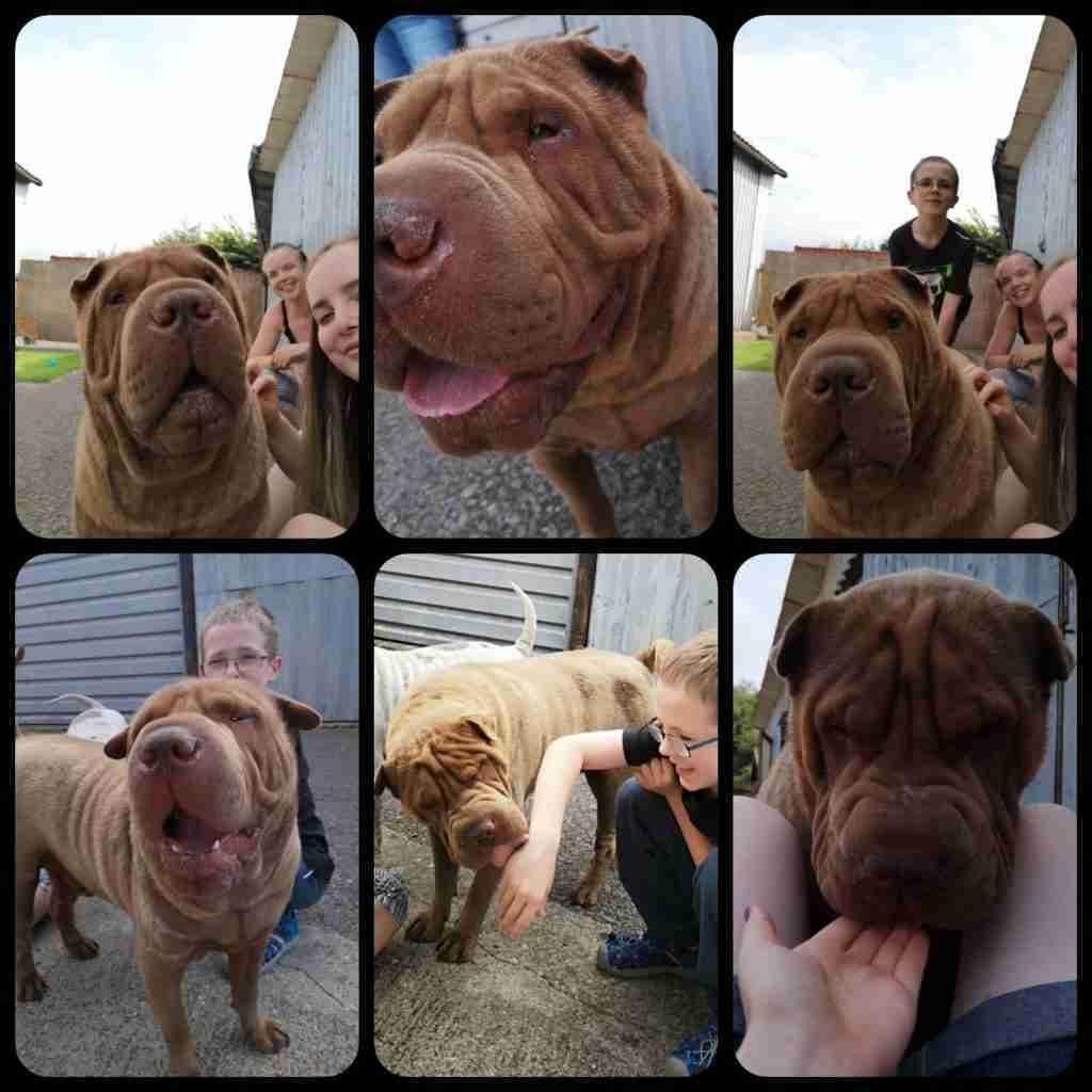 SharPei Dogs for Adoption and Rescue