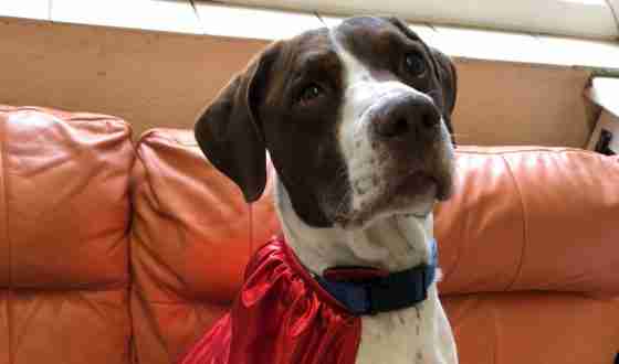 Posts by Leicester Animal Aid Dogs for Adoption &amp; Rescue