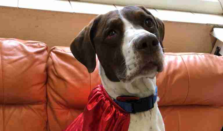 Posts by Leicester Animal Aid Dogs for Adoption &amp; Rescue