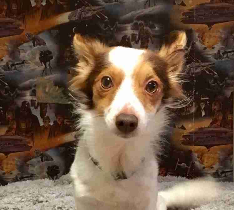 Posts by All Animals Rescue and Rehome Essex Dogs for Adoption & Rescue Page 5 Posts by All Animals Rescue and Rehome Essex Dogs for Adoption & Rescue Page 5