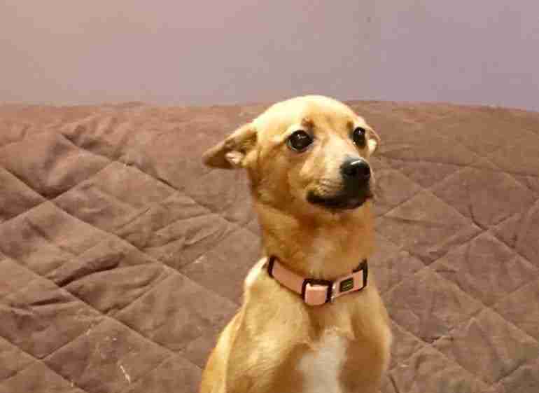 Posts by All Animals Rescue and Rehome Essex Dogs for Adoption & Rescue Page 6 Posts by All Animals Rescue and Rehome Essex Dogs for Adoption & Rescue Page 6