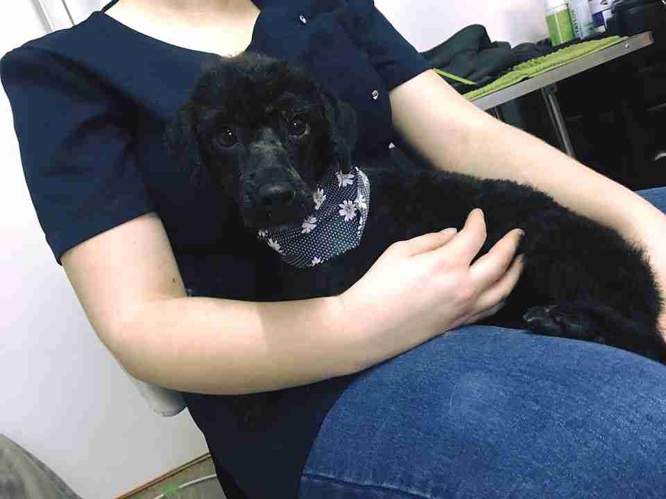 Posts by All Animals Rescue and Rehome Essex Dogs for Adoption & Rescue Page 6 Posts by All Animals Rescue and Rehome Essex Dogs for Adoption & Rescue Page 6
