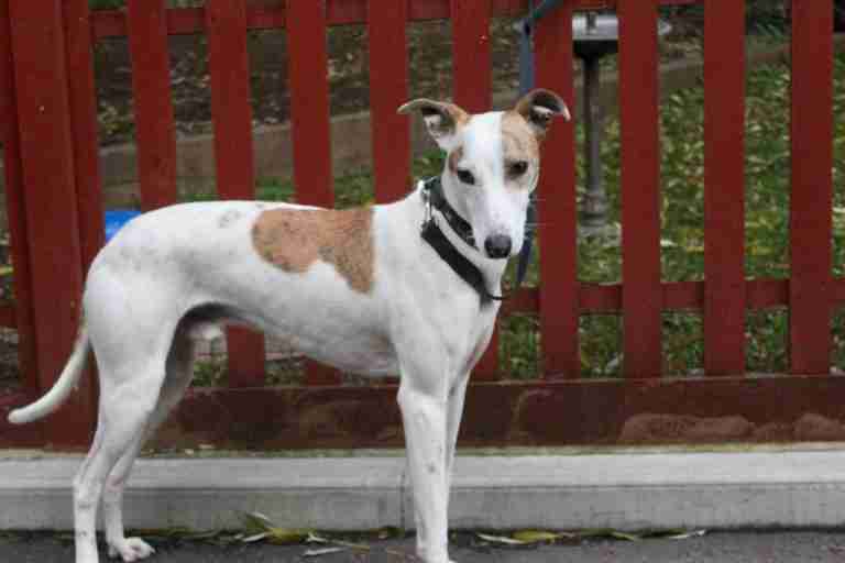 Lurcher Dogs for Adoption and Rescue
