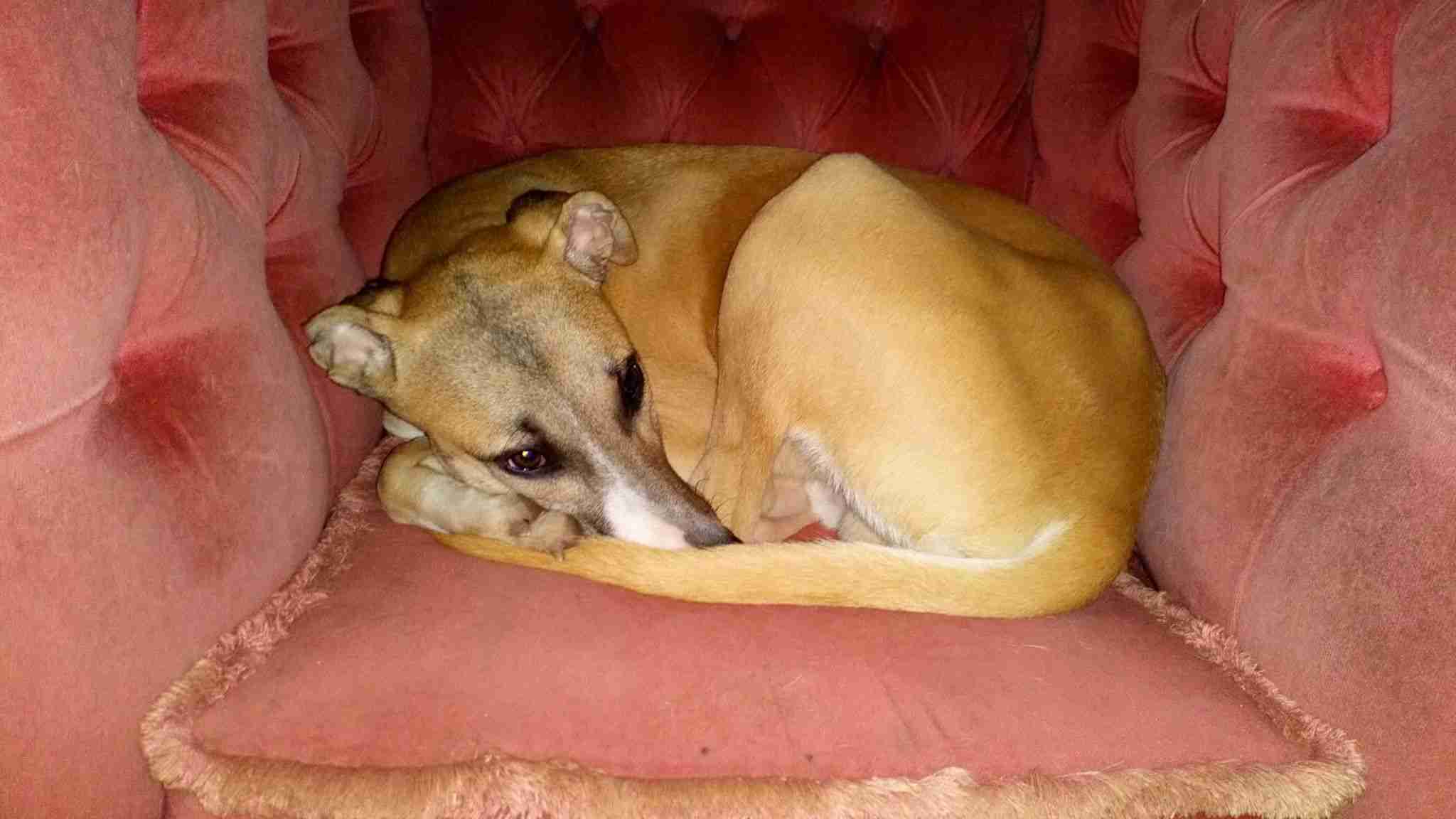 Lurcher Dogs for Adoption and Rescue
