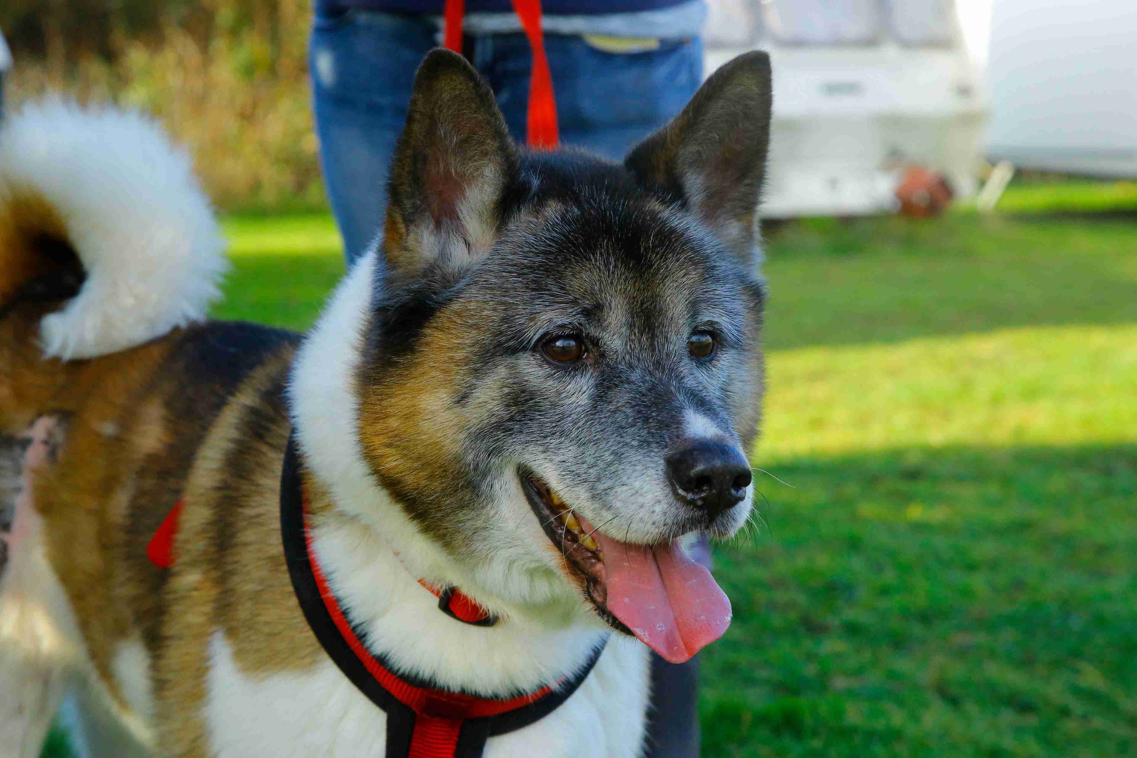 Zac 10 year old male Akita dog for adoption