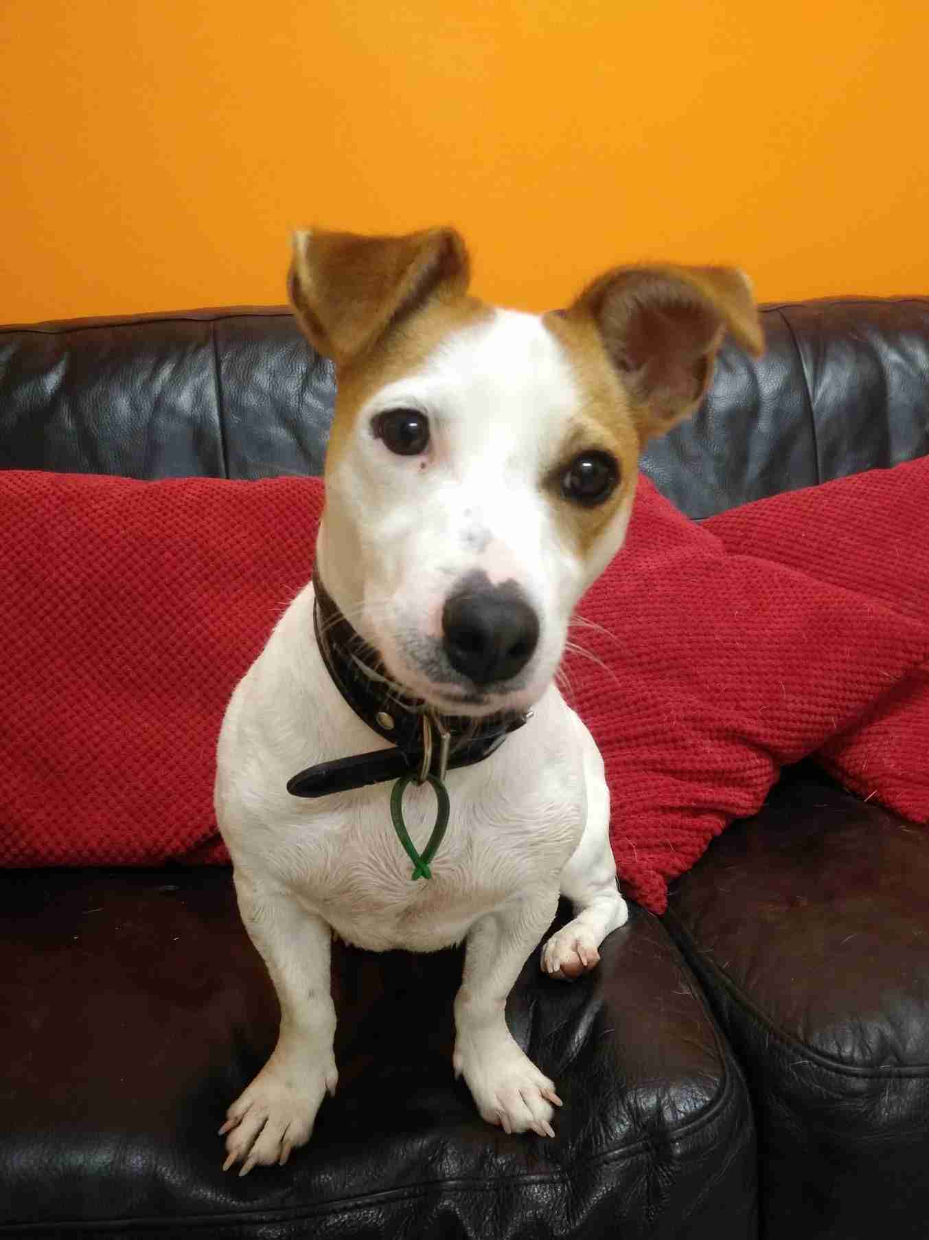 Posts by Jerry Green Dog Rescue Nottinghamshire Dogs for Adoption