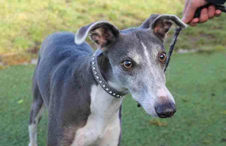 Balloo 6 year old male Whippet cross Saluki dog for adoption