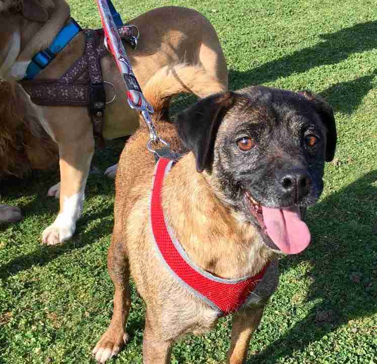 Posts by All Animals Rescue and Rehome Essex Dogs for Adoption