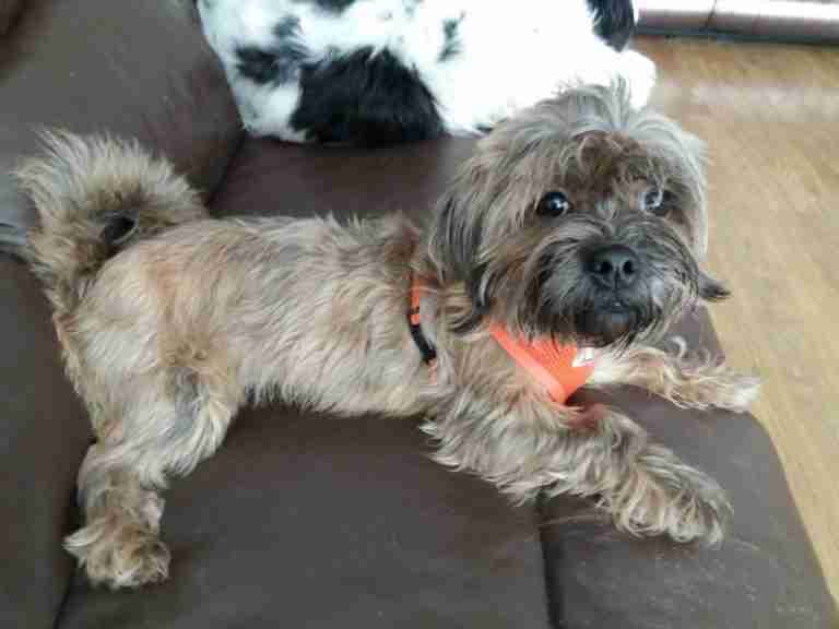 Posts by All Animals Rescue and Rehome Essex Dogs for Adoption